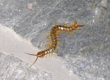 Scolopendra 