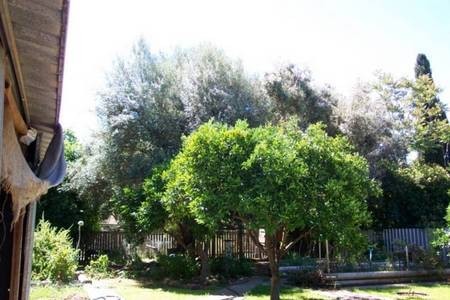 George & Alexandra (Proto)Psaltis's Olive trees. 70 years hence. Gilgandra, NSW. 