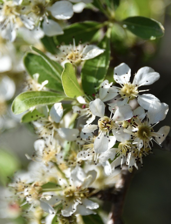 Springtime blossoms on Kythera  