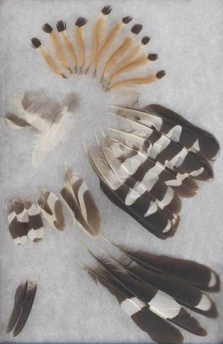 Hoopoe feathers