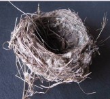 Bird nest from Fratsia 