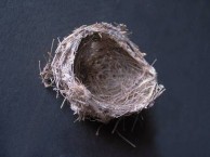 Small Bird nest 