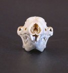 Hedgehog Skull, front view 