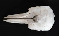 Small Dolphin Skull 