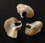 Saddle Oyster, lower valves 