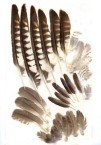 Feathers from Avlemonas 