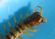 Scolopendra Jaws 