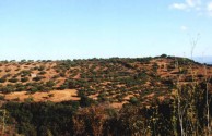 Another view of that magnificent block of land at Potamos. 