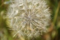 Dandelion seed pod 