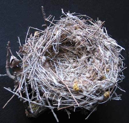 Shrike Nest 