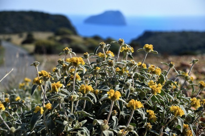 Yellow sage blossoms on the road to Chitra 