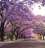 Grafton's Jacaranda Festival - Jacaranda Avenue Grafton