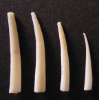 Tusk Shells 