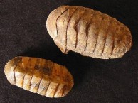 Chitons 