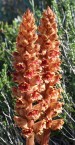 Springtime wildflowers on Kythera 