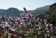 Purple sage and Kastro 