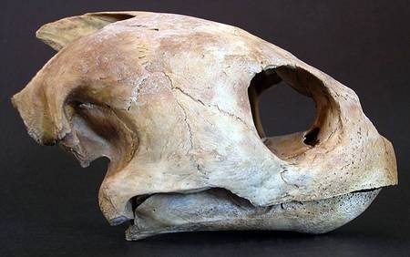 Loggerhead Turtle Skull 