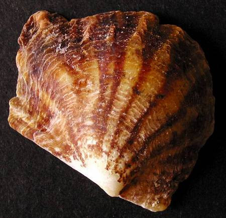 Seashells - Bivalves - Pearl Oyster