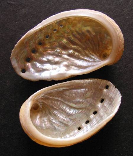 Common Ormers, interior 