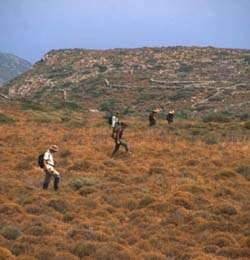 Archaeological Survey: Methods and Preliminary Results - Archaeology Line-walking at 15m spacing. Photography by C. Broodbank 2001