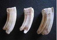 Cow Teeth 