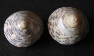 Thick Top Shells 
