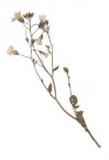 White pressed flower 