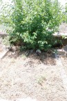 Unknown Grave - Potamos Cemetery 