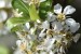 Springtime blossoms on Kythera  