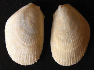Seashells - Bivalves