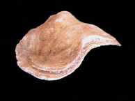 Fossils