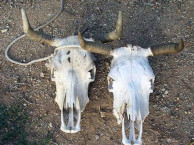 Mammals