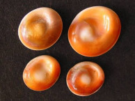 Seashells - Gastropods